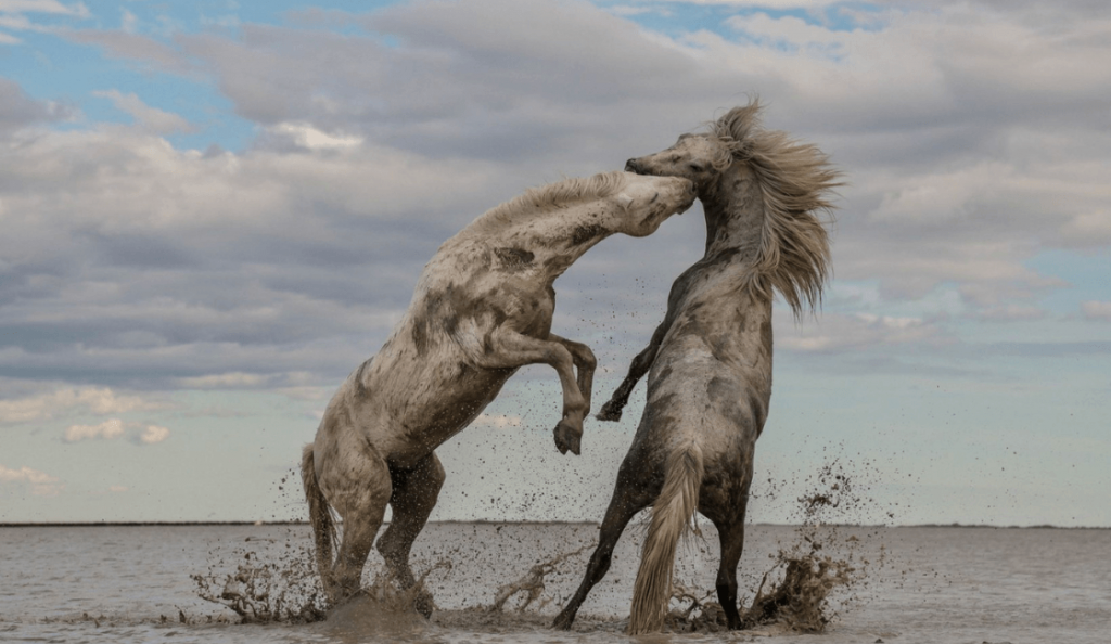 Fotografías que realmente son asombrosas