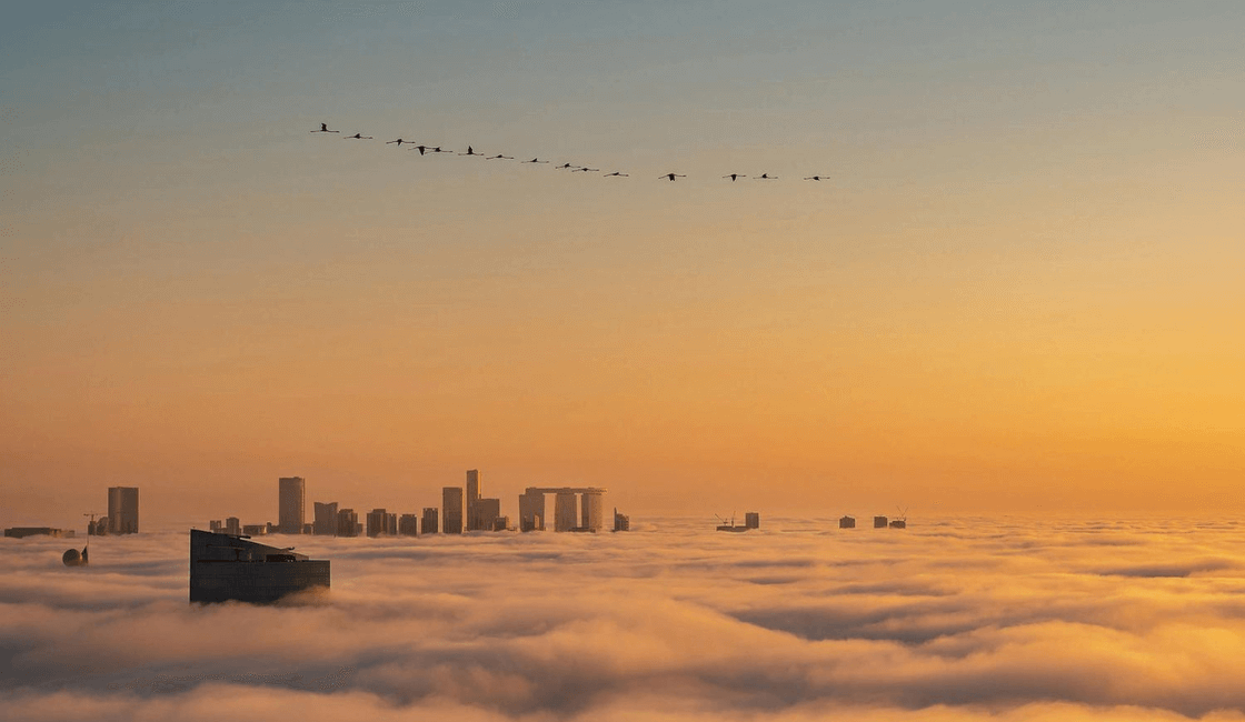 Aves en la ciudad