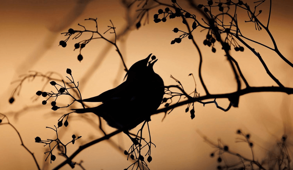 Fotografías de aves con silueta