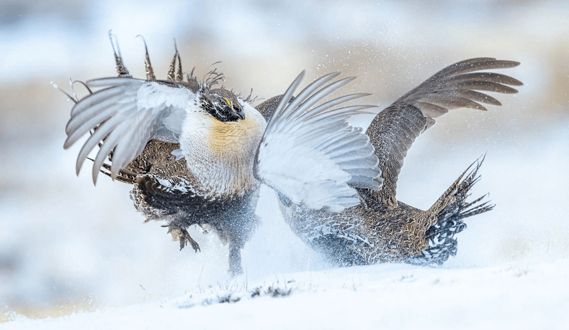 Fotografías de aves en Duelo