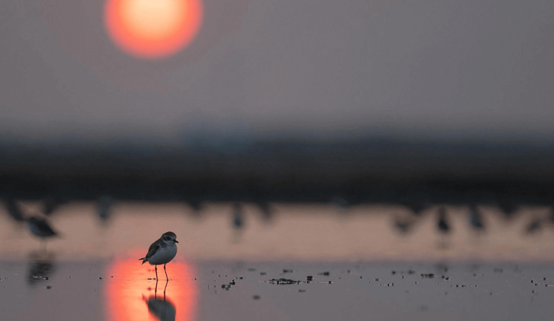 Fotografías de aves en Puesta de sol