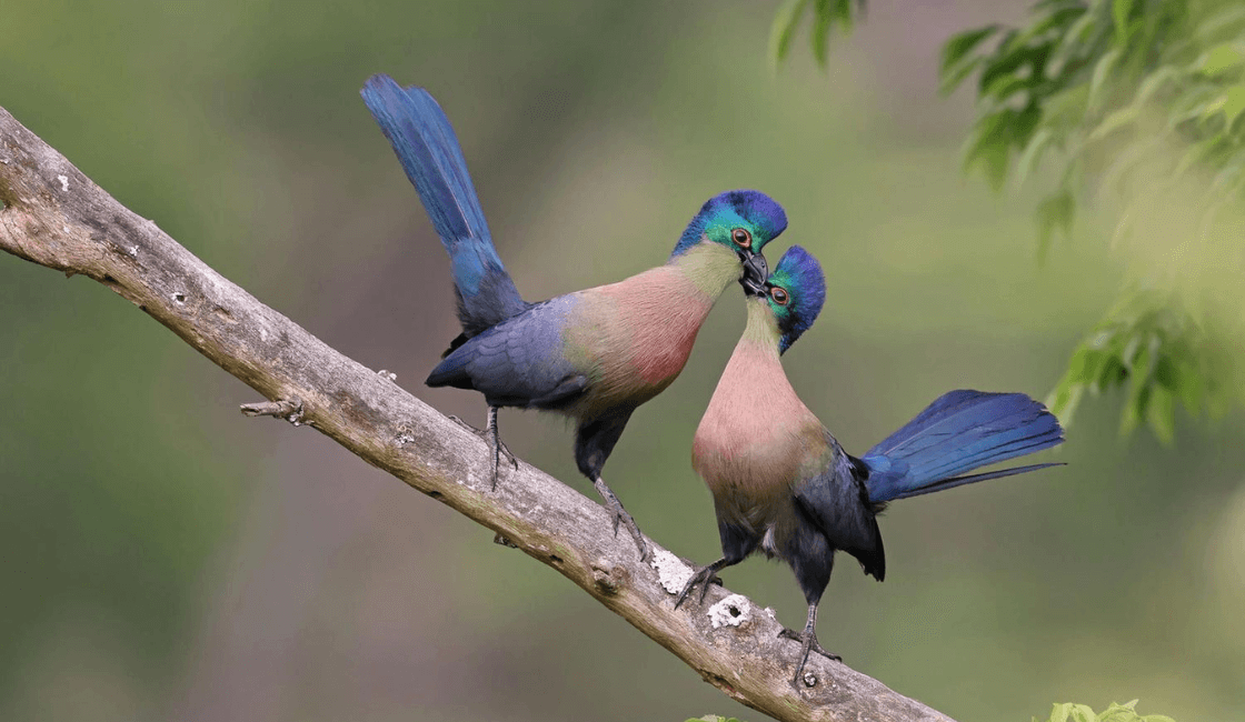 Fotografías de aves pareja cariñosa
