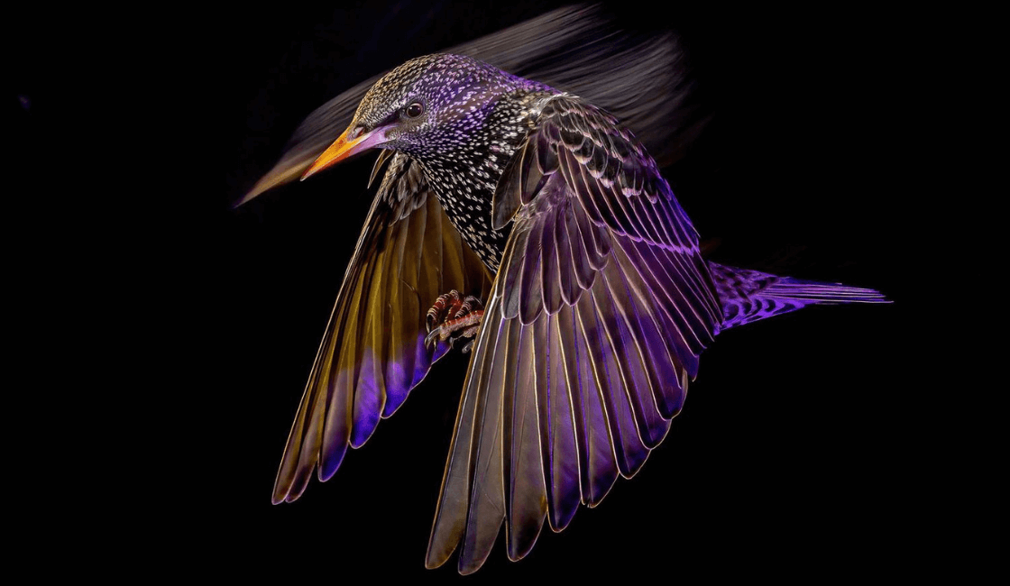 Pájaros en Vuelo