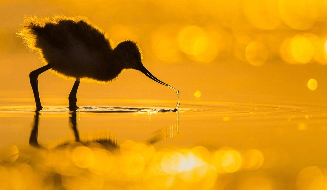 Pollito pied avoceta